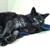Cat Town Jumps at Maddie's Treatable Assistance Program